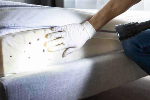 Best Termite Control Services  in Lenexa, KS