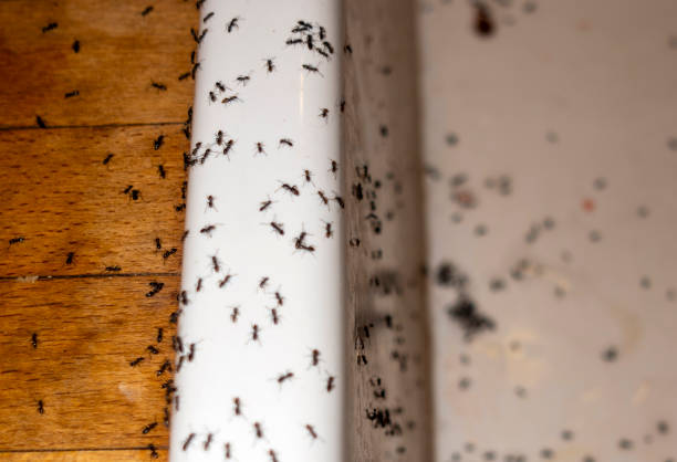 Best Wasp Removal Services  in Lenexa, KS