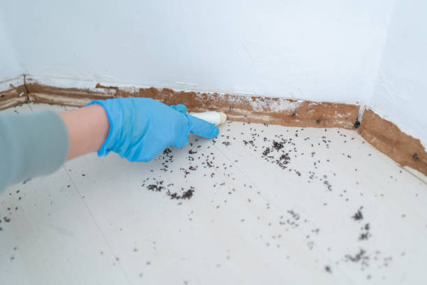 Best Flea Control Services  in Lenexa, KS